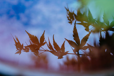 Close-up of leaves against sky