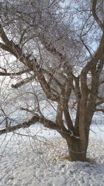 Bare trees on snow covered land