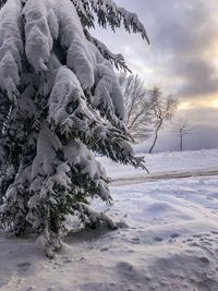 Snow covered tree against sky