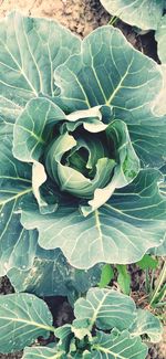 High angle view of succulent plant leaves