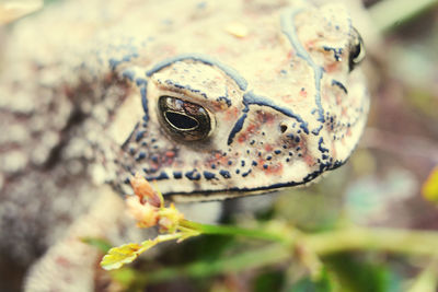 Close-up of frog on leaf