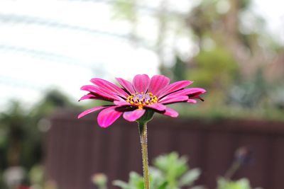 Close-up of pink flower blooming outdoors