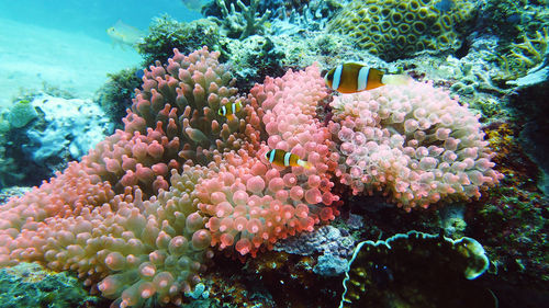 underwater