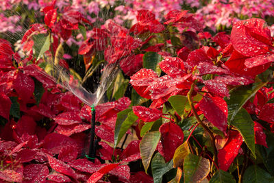 Red poinsettia flower, euphorbia pulcherrima with dew drops