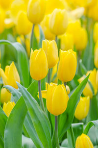 Close-up of yellow tulips