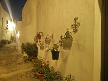 Close-up of plants in the dark