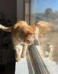 Close-up of a cat looking at window