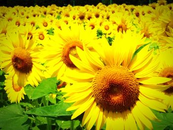 Close-up of sunflower