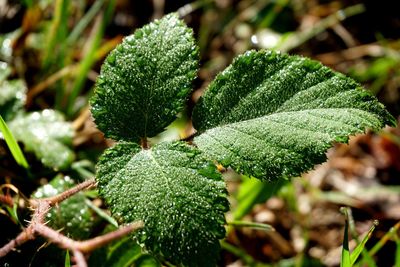 Close-up of green leaf on plant