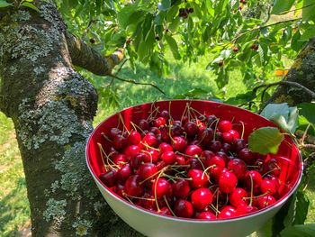 Close-up of red berries growing on plant