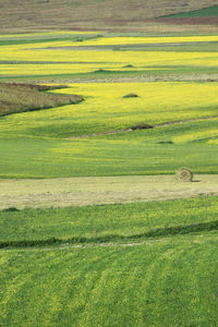 Full frame shot of green landscape