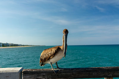 Close-up of pelican