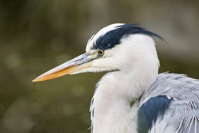 Close-up of gray heron