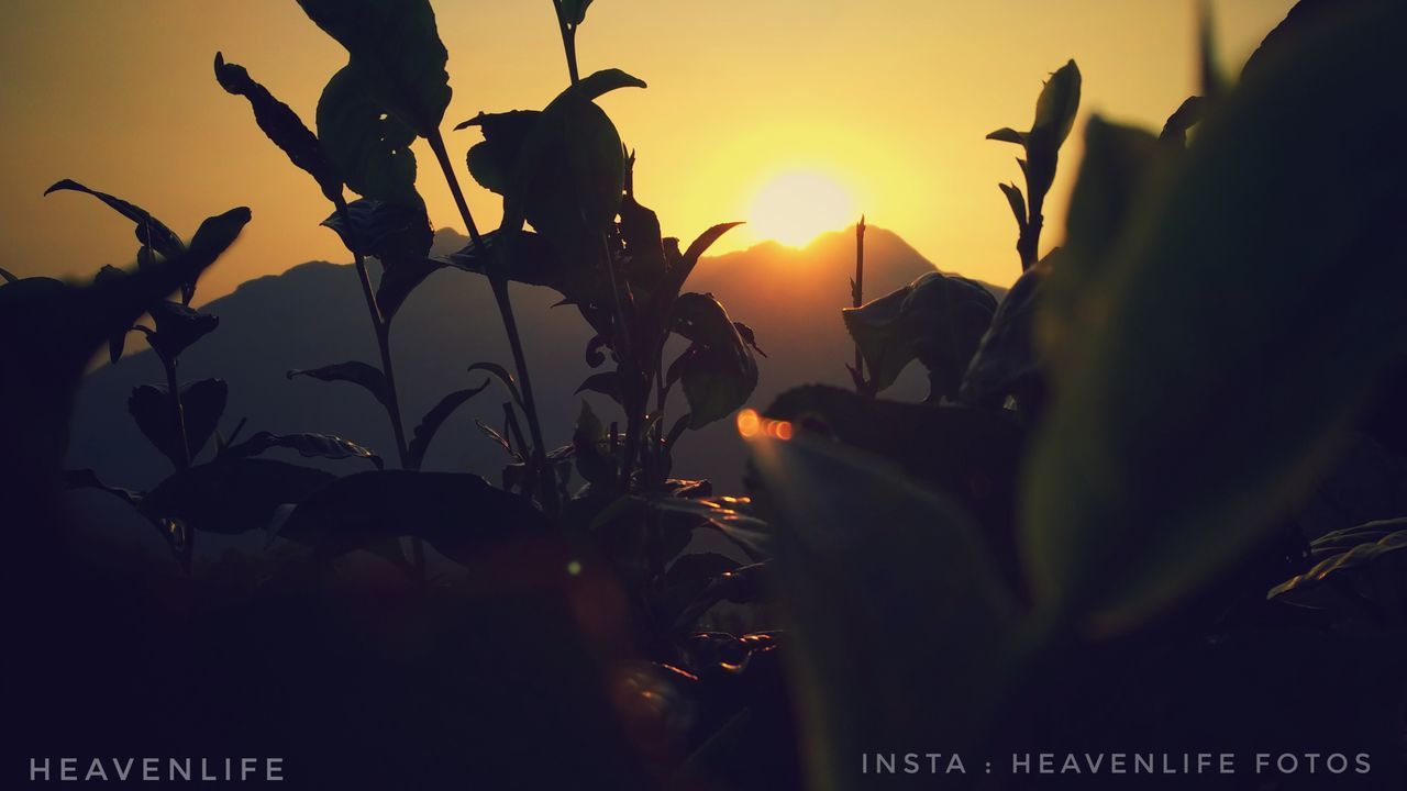 sunset, growth, plant, beauty in nature, sky, nature, leaf, plant part, close-up, flower, flowering plant, freshness, orange color, fragility, selective focus, vulnerability, silhouette, sun, no people, sunlight