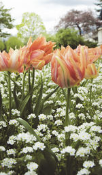 Close-up of day lily blooming outdoors