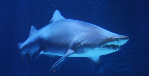 Close-up of fish swimming in sea