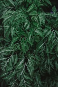 Full frame shot of green leaves