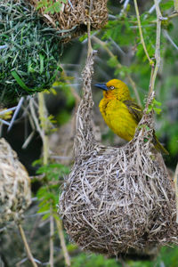 Bird perching on yellow leaf