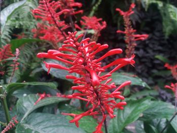 Close-up of red flowering plant