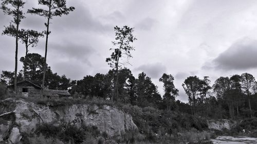 Panoramic shot of trees on landscape against clouds