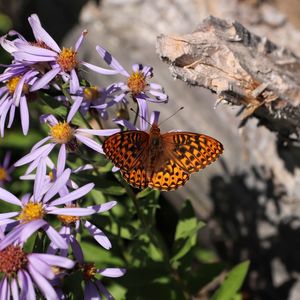 Close-up of butterfly pollinating on flower