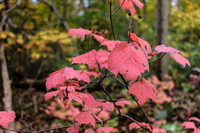 Close-up of pink flowers on tree