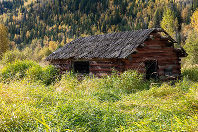 Plants growing on field by building