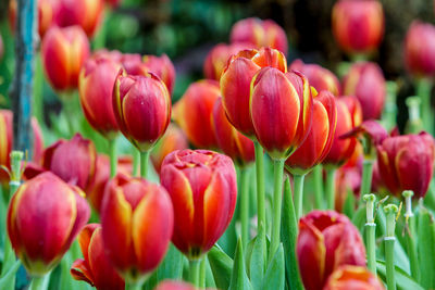 Close-up of red tulips