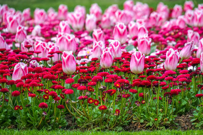 Field of pink tulips.