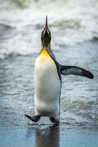 Close-up of emperor penguin at sea shore