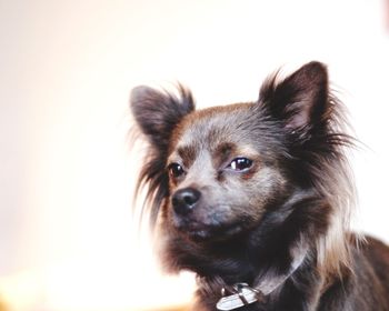 Portrait of dog over white background