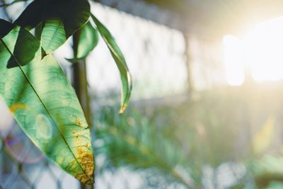 Close-up of fresh green leaves on field