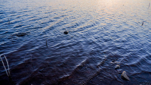 High angle view of crab in sea