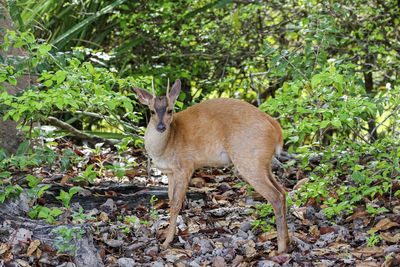 Deer standing on field