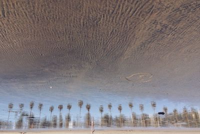 Trees in water