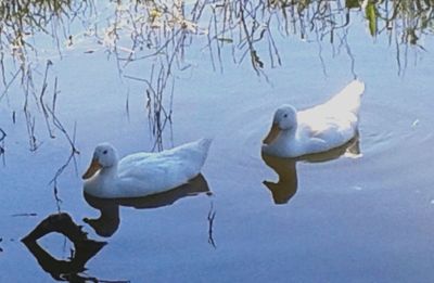 Birds in calm water