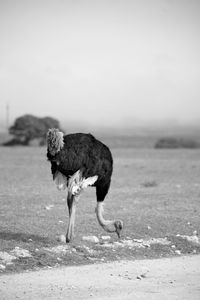 Full length of a horse running on field