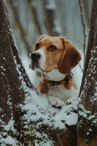 Dog looking away in snow