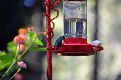 Close-up of water drop hanging from feeder