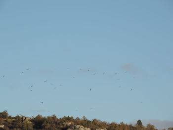 Low angle view of birds flying in sky