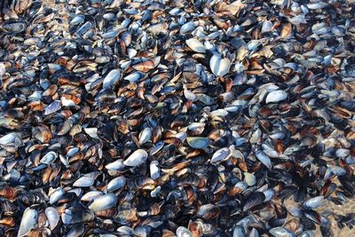 Full frame shot of mussels at beach