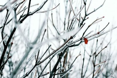 Close-up of snow on branch against sky