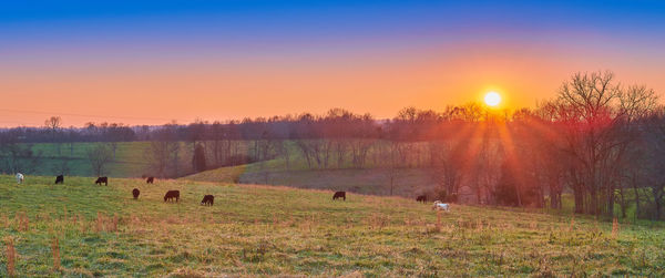 View of sheep grazing in field during sunset