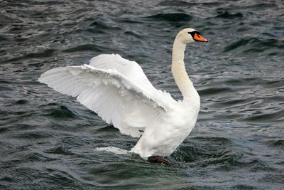 Side view of a swan in rippled water