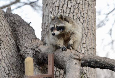 Low angle view of animal on tree trunk