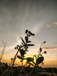 Close-up of silhouette plants on field against sky during sunset