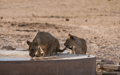 Lioness drinking water while standing at national park