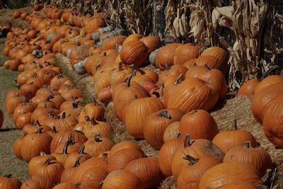 Hundreds of pumpkins are gathered together and stacked on hay in a pumpkin patch.