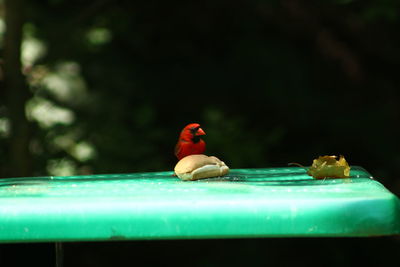 Close-up of cardinal 