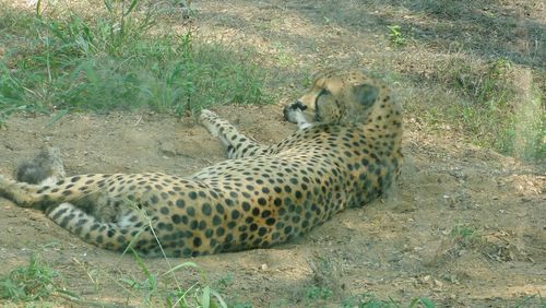 View of cat resting on field